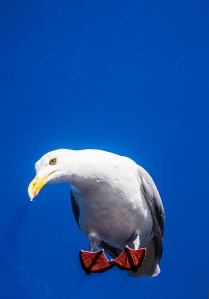 Angry Bird 2016 : PORTFOLIO : Carsten Ingemann - Denmark - photographer-visual artist