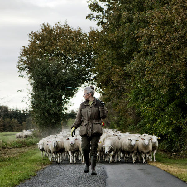 Åse svendsen, fåreavler for Ud og Se : REPORTAGE/PORTRÆT : Carsten Ingemann - Denmark - photographer-visual artist