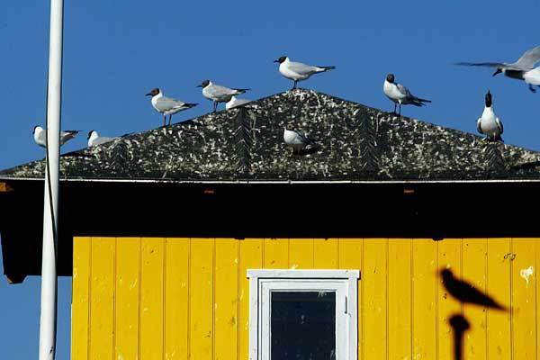 Hirsholmene : Denmark...from the book "Danmark....en rejse i den danske erindring" : Carsten Ingemann - Denmark - photographer-visual artist