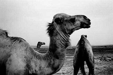African Horn : PORTFOLIO : Carsten Ingemann - Denmark - photographer-visual artist